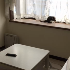 ふれあい譲渡会に参加の子達の画像