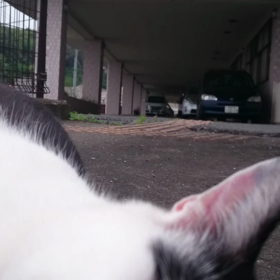 「今日のロクちゃん！」スリスリスリスリゴロゴロゴロゴロゴロ動画編の画像