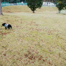 昭和なビデオ？の画像