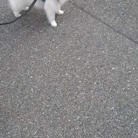 散歩きましたの画像