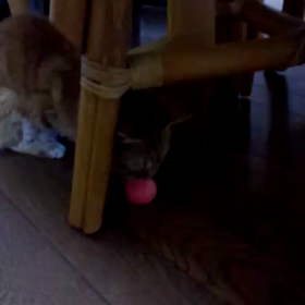 猫にマタタビの不思議の画像