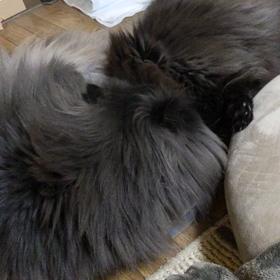 いちゃいちゃの画像