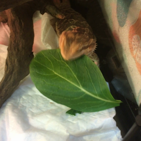 小鉄朝サラダの画像