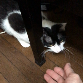 ローリング蘭丸の画像