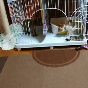 姉猫は、ビビり(笑)の画像