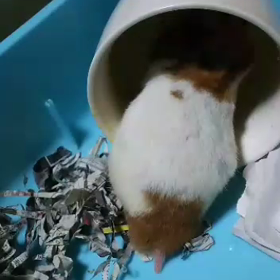 今日は肉の日、ハムちゃんビデオ使い回しの画像