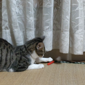 ジャレジャレの画像