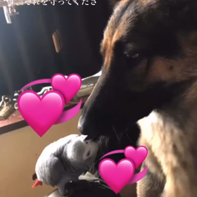 kiss チュの画像