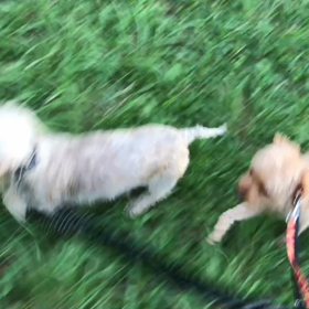 ♪お散歩動画♪代々木公園♪の画像