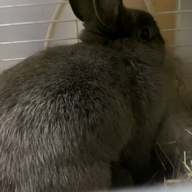 すくすくつよちゃんベビーの画像