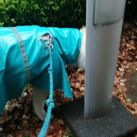 ☔、ついでに飼い主1時間朝寝坊❗未来丸まったくヤル気無し‼️◯ん◯出ないまま、10分で帰宅の画像