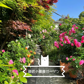 師匠の薔薇とうちの庭の画像