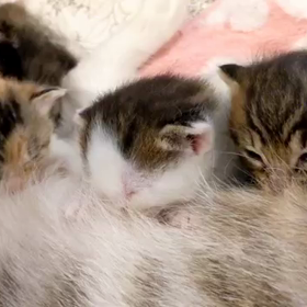 サクラちゃん子育て奮闘記番外編の画像