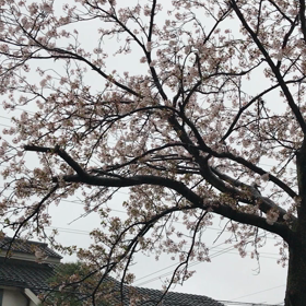 無情の雨☔️の画像