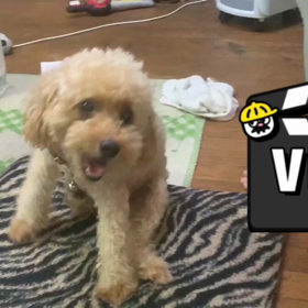 愛する愛犬ちゃんこしぐさ(動画)の画像