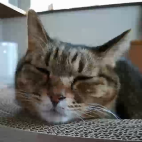 眠いふたり。の画像