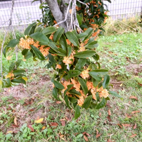 強くなりたいの画像