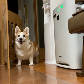 ”今日は愛犬の誕生日”の画像