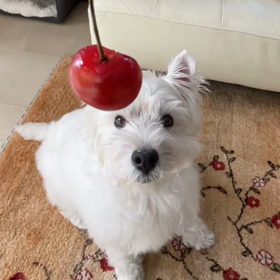 さくらんぼ♫の画像