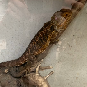 #3 アフレコの画像