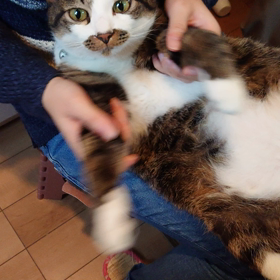 民謡猫  あずきの画像