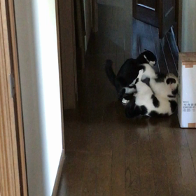 2匹のバトルの画像