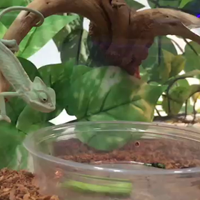 エボシカメレオン ご飯中の画像