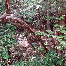 今日のお散歩の画像