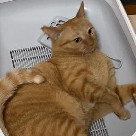 新しいトイレの使い方⁉︎の画像