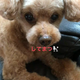 我が家の わんこの画像