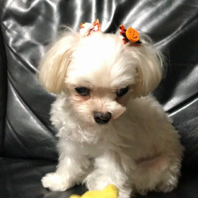 ぷーさんと遊ぶねんの画像