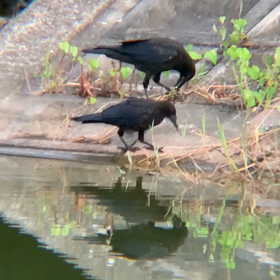 ぼっち vs ぼっち 〜カラス、何食ってんの？〜の画像