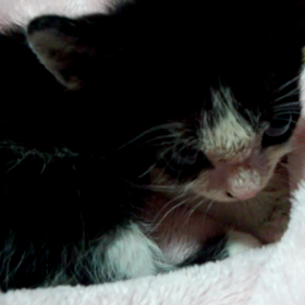 にゃんにゃんの画像