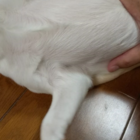 チワワのマッサージ ２の画像