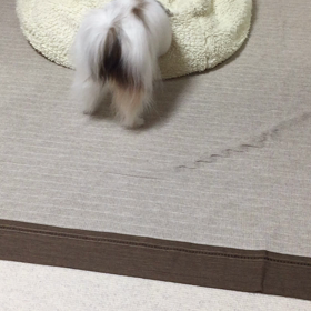 妹わんこの面白い行動の画像