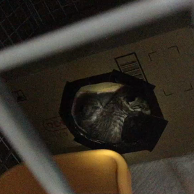 もにょもにょの画像