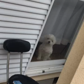 窓越しのマルチーズさんの画像