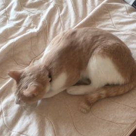 ここで昼寝するとしよう。の画像