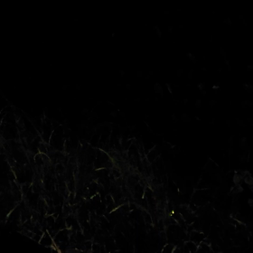 今年もホタルが来ましたの画像