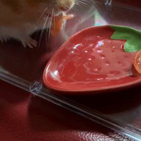 初めてのトマトの画像