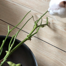 枝豆に興奮する   らったんの画像