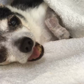 ピコさん手術成功しました！の画像