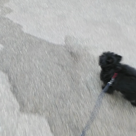 お泊まり　かるたくんの画像