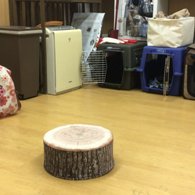 はよ乗れって。の画像