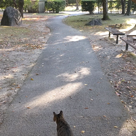 猫ストーカー(=^・^=)の画像