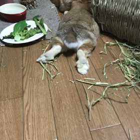 かわいいかわいいうさぎ館の画像