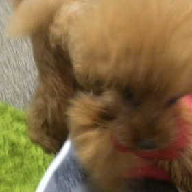 性格の違いの画像