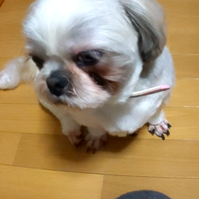 睡魔には勝てないの画像