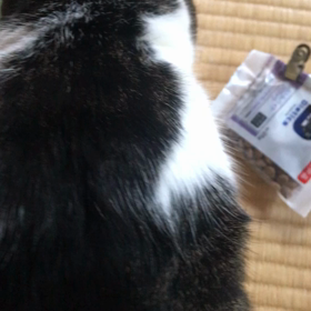 ももちゃんオシッコ検査しました。の画像