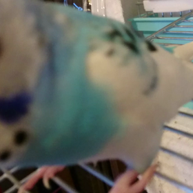 ココチャンの画像